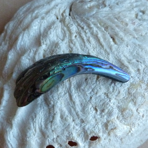 Perleť Paua - 4,7 x 2,2 x 0,4 cm — foto 5