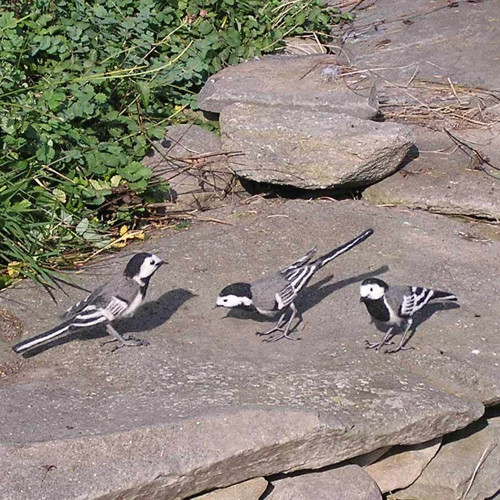 Konipas bílý (Motacilla alba) — foto 2