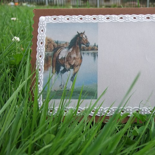 Koňské ržání — foto 4