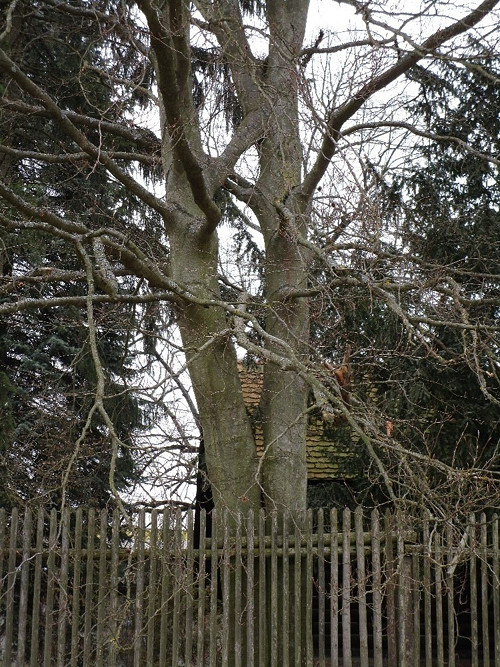 Větvení — foto 6