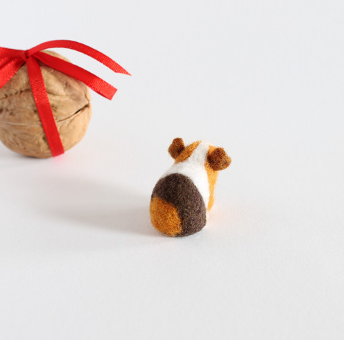 Mini morčátko ve skořápce — foto 2
