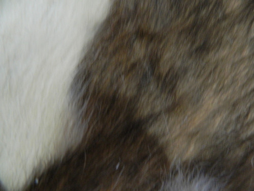 Hovězí kůže s chlupem — foto 2