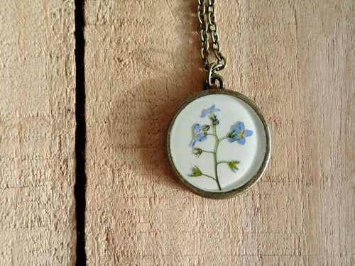 Miosotis — foto 3
