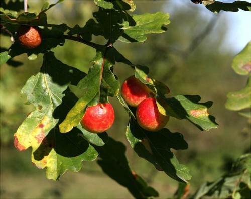 Žlabatka — foto 2