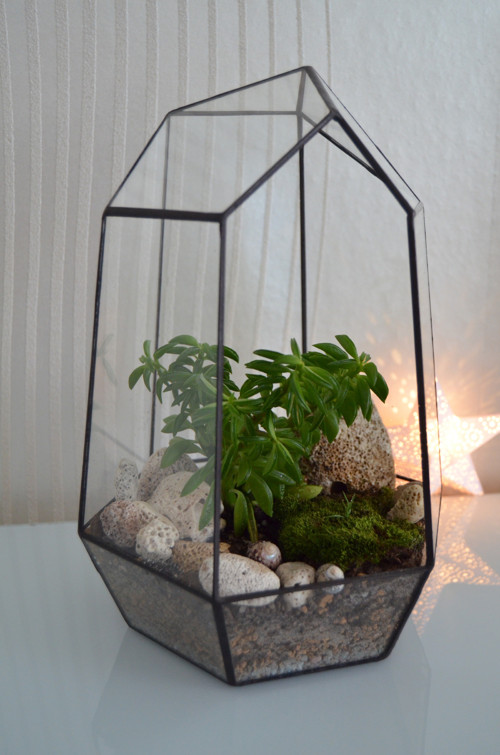 Florarium vysoké — foto 4