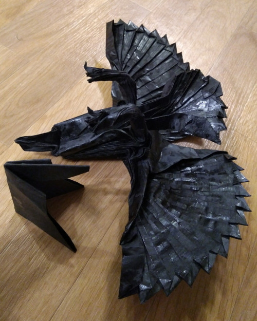 Černý orel — foto 4