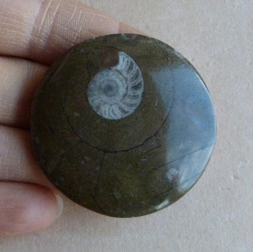 Amonit - 4,5 cm — foto 2