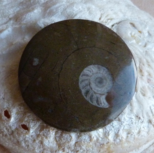Amonit - 4,5 cm — foto 5