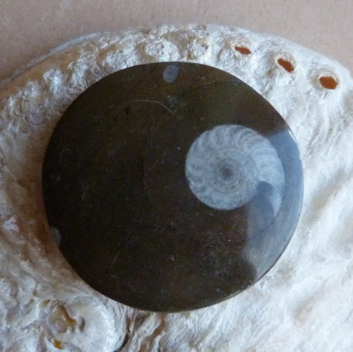 Amonit - 4,5 cm — foto 4