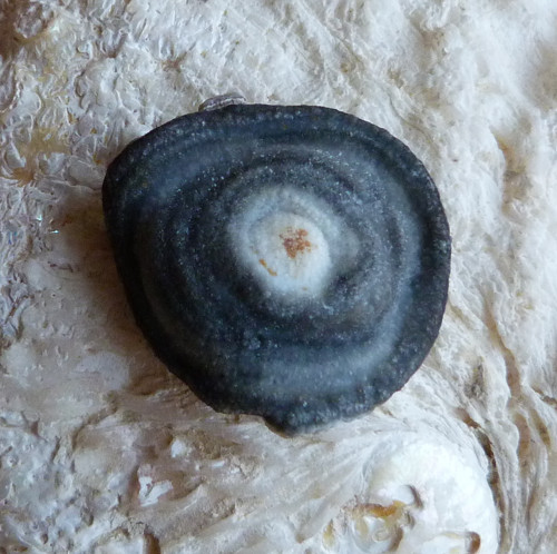 Chalcedon Hadí oko - 2,9 cm — foto 3