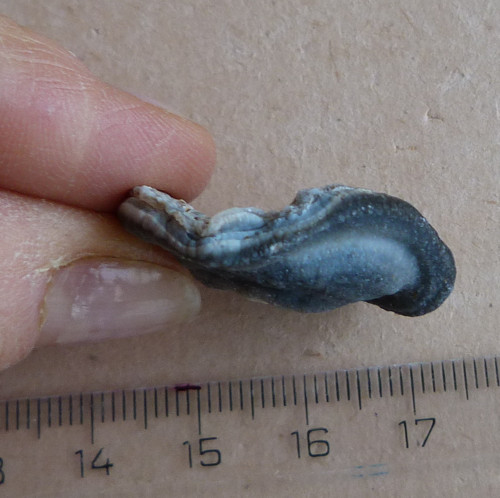 Chalcedon Hadí oko - 2,9 cm — foto 4