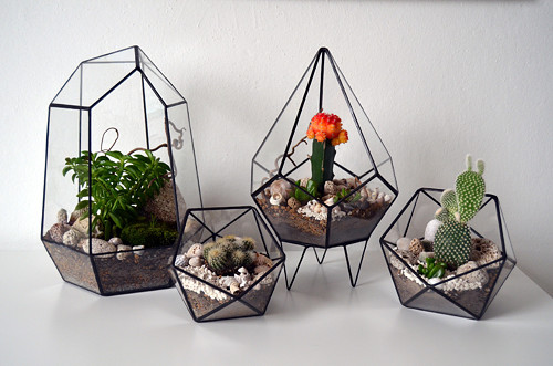 Florarium vysoké — foto 6