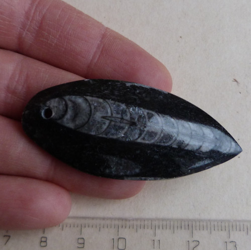 Orthoceras vrtaný - 5,7 cm — foto 2