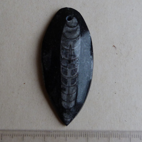Orthoceras vrtaný - 5,7 cm — foto 3