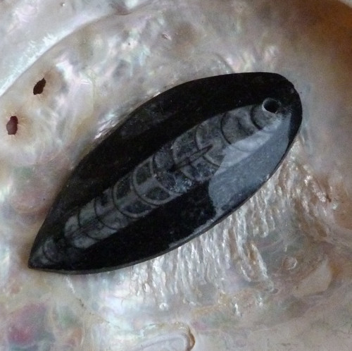 Orthoceras vrtaný - 5,7 cm — foto 5