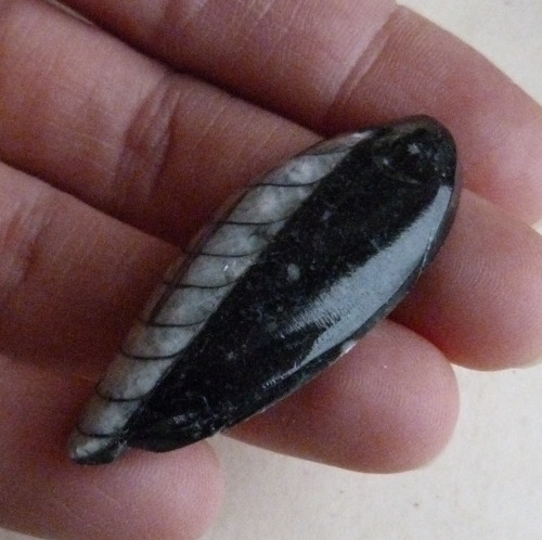 Orthoceras vrtaný - 4,6 cm — foto 4