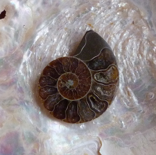 Amonit - 3,1 cm — foto 4