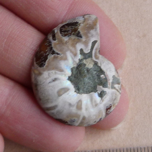 Amonit - 3,1 cm — foto 5