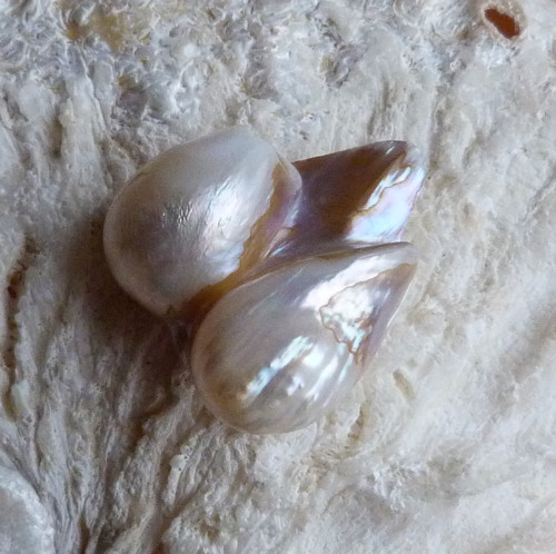 Perla kultivovaná - 2,7 cm — foto 2
