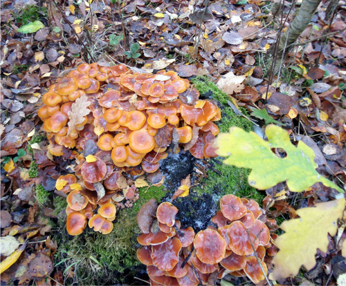 I v prosinci rostou houby... — foto 3