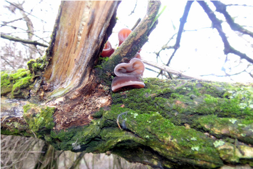 I v prosinci rostou houby... — foto 4