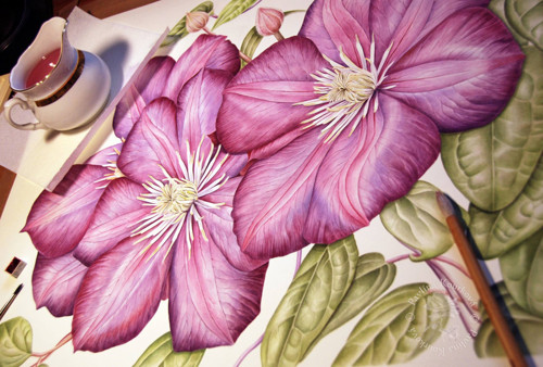 Clematis ´Ville de Lyon´ — foto 3