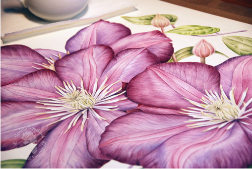 Clematis ´Ville de Lyon´ — foto 4