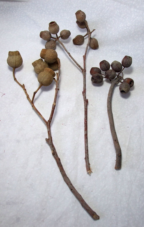 Sušené plody Eucalyptu — foto 2