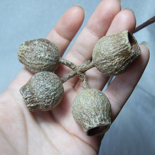 Sušené plody Eucalyptu — foto 3