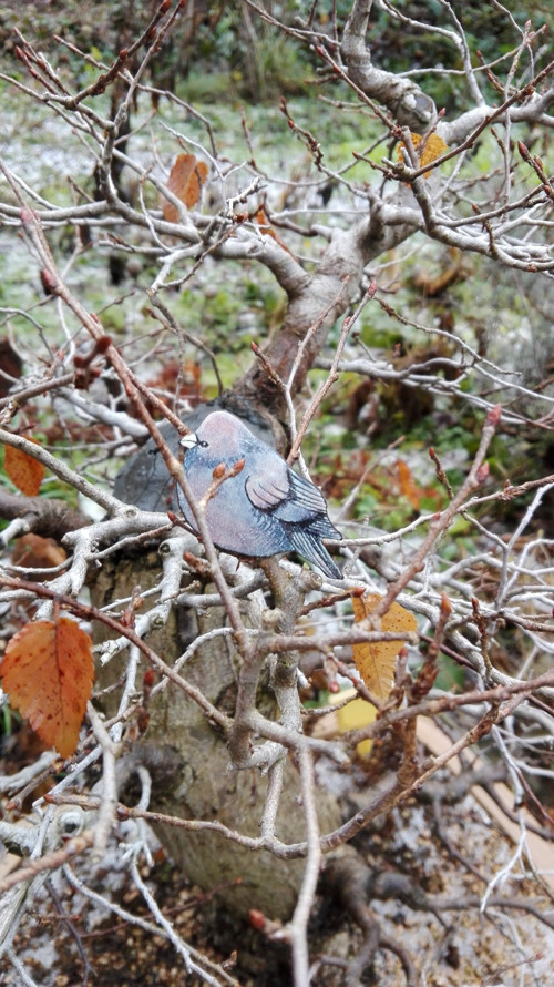 Fialovošedý ptáček — foto 3