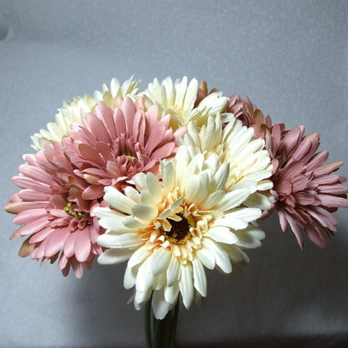 Gerbera starorůžová — foto 2