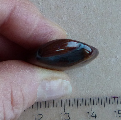 Býčí oko - 2,6 cm — foto 4