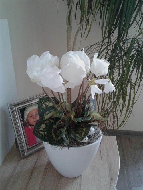 Brambořík — foto 4