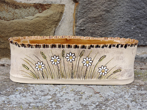 Truhlík kopretinkový - 34 cm — foto 2