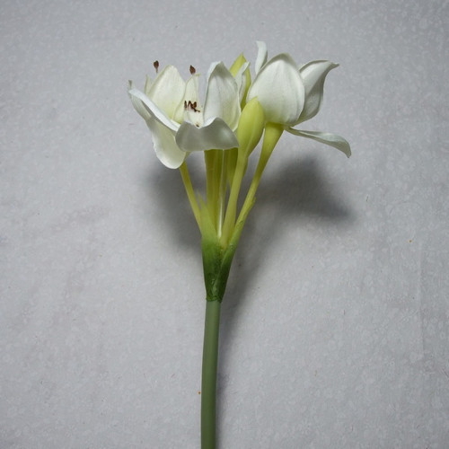 Eucharis — foto 2