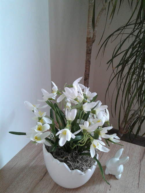 Sněženky ve skořápce — foto 2