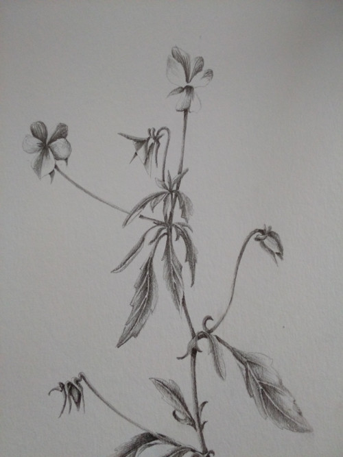 Violka trojbarevná — foto 2