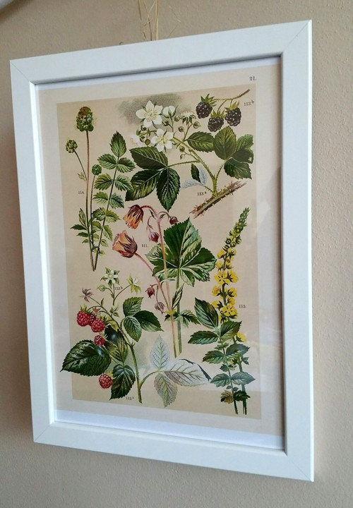 Botanický obrázek - reprodukce — foto 2