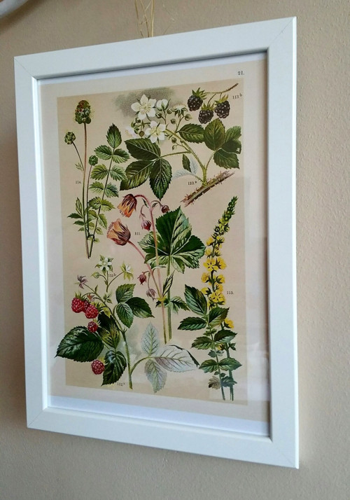 Botanický obrázek - reprodukce — foto 3