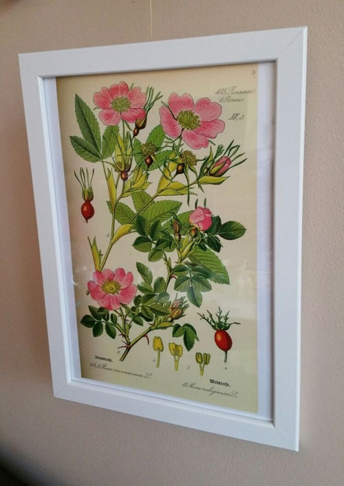 Botanický obrázek - reprodukce — foto 2