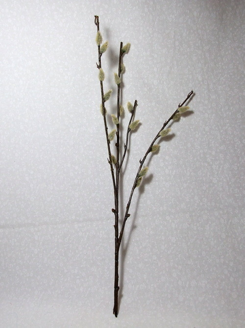 Kočičky — foto 2