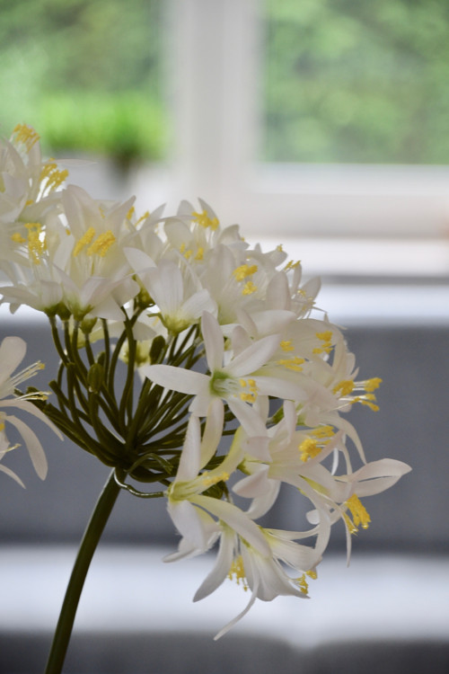 Dekorace Agapanthus — foto 2