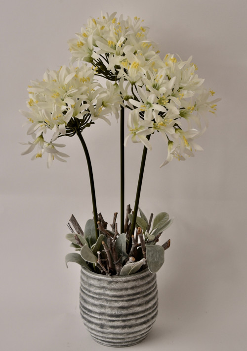 Dekorace Agapanthus — foto 3