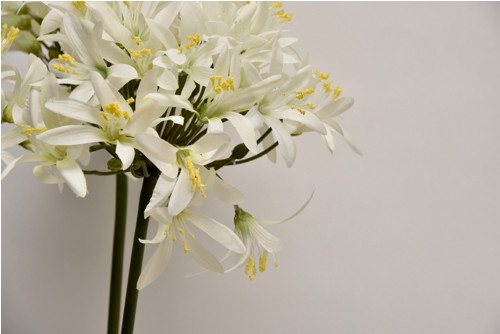 Dekorace Agapanthus — foto 4