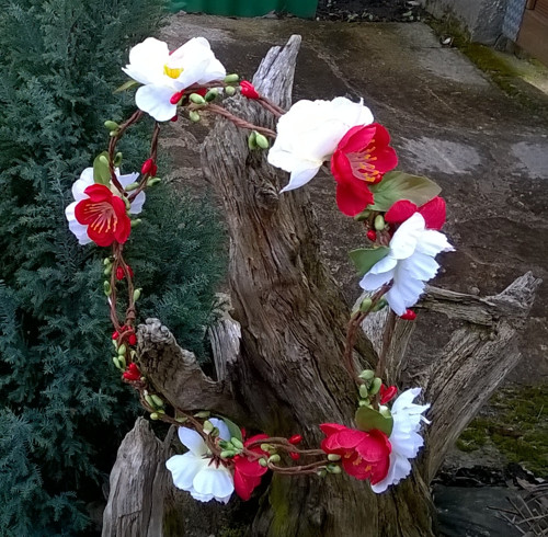 Věneček jarní — foto 2
