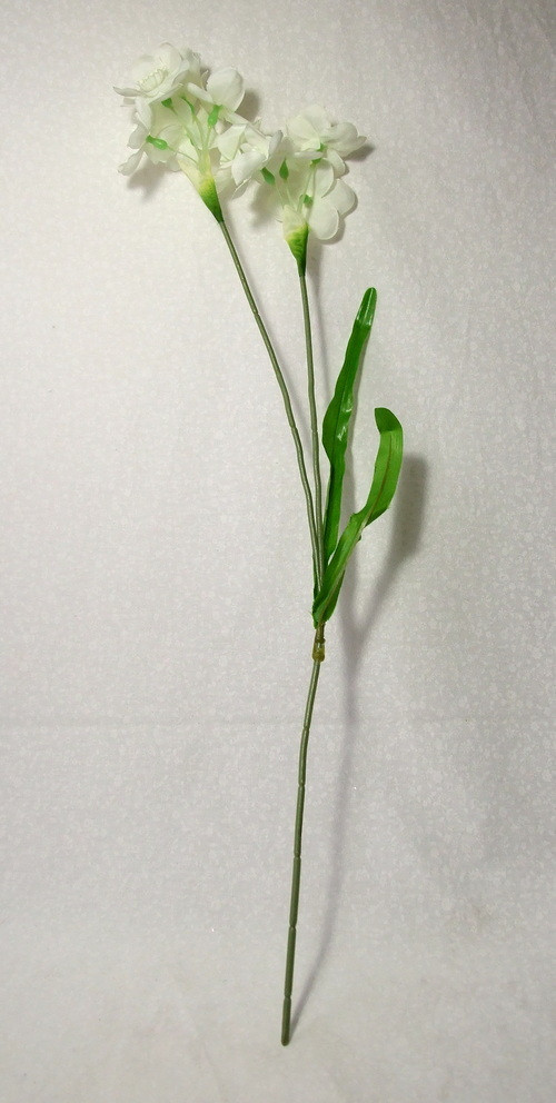 Narcis bílý — foto 2