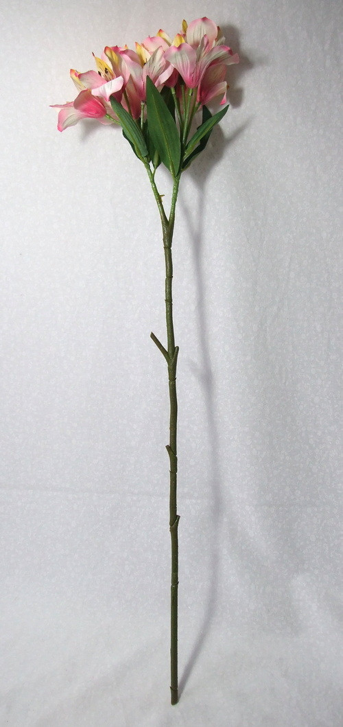 Alstroemeria — foto 2