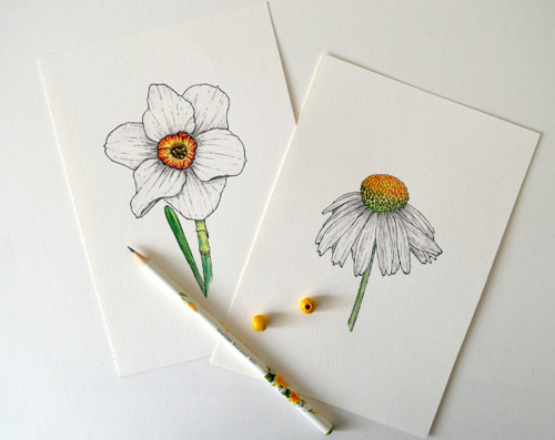 Narcis - originál — foto 4