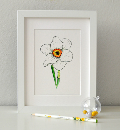 Narcis - originál — foto 3