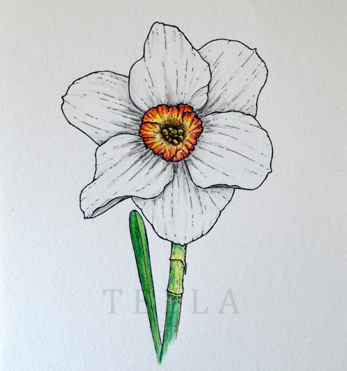 Narcis - originál — foto 2